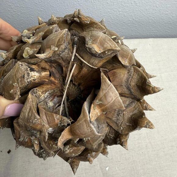 Giant Coulter Pine Cone 7-10 INCHES - Picture 9 of 9